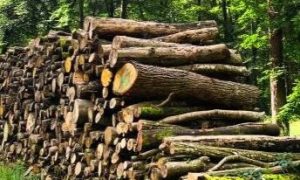 Fournisseur de bois de chauffage bois bûches du Gâtinais livraison dans le 77 seine et marne et alentours